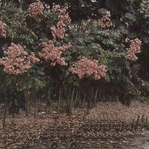 极品人妻videos人妻系列评价
